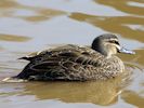 Pacific Black Duck (WWT Slimbridge April 2013) - pic by Nigel Key